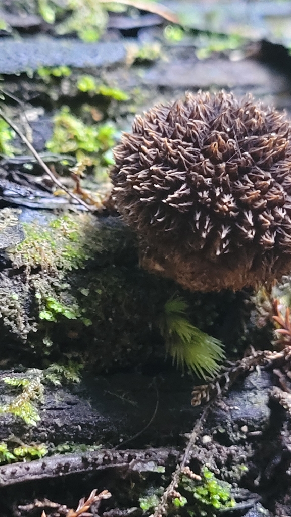 Lycoperdon compactum · April 2026 · photo: © s83482 (iNaturalist, cc-by)