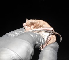Myotis austroriparius