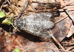 Prionoxystus macmurtrei