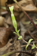 Gentiana zollingeri