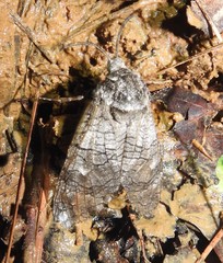 Prionoxystus macmurtrei