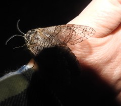 Prionoxystus macmurtrei