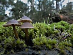 Mycena yuulongicola
