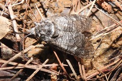 Prionoxystus macmurtrei