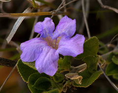 Ruellia parryi