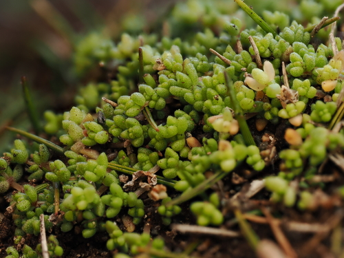 Crassula manaia
