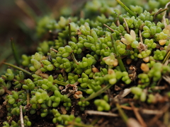 Crassula manaia