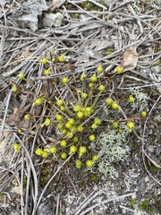 Euphorbia ipecacuanhae