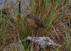 Grallaria quitensis