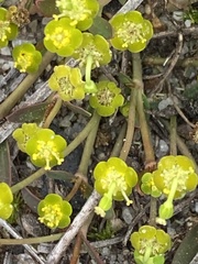 Euphorbia ipecacuanhae
