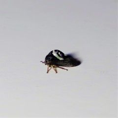 Smilia fasciata