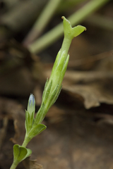 Gentiana zollingeri