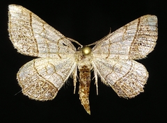 Eumacaria madopata
