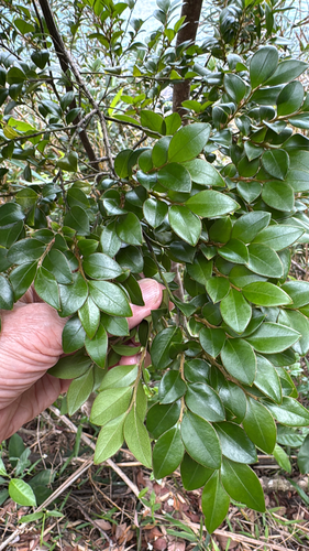 Diospyros vaccinioides observed 2026-04-27