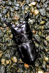 Serrognathus kyanrauensis