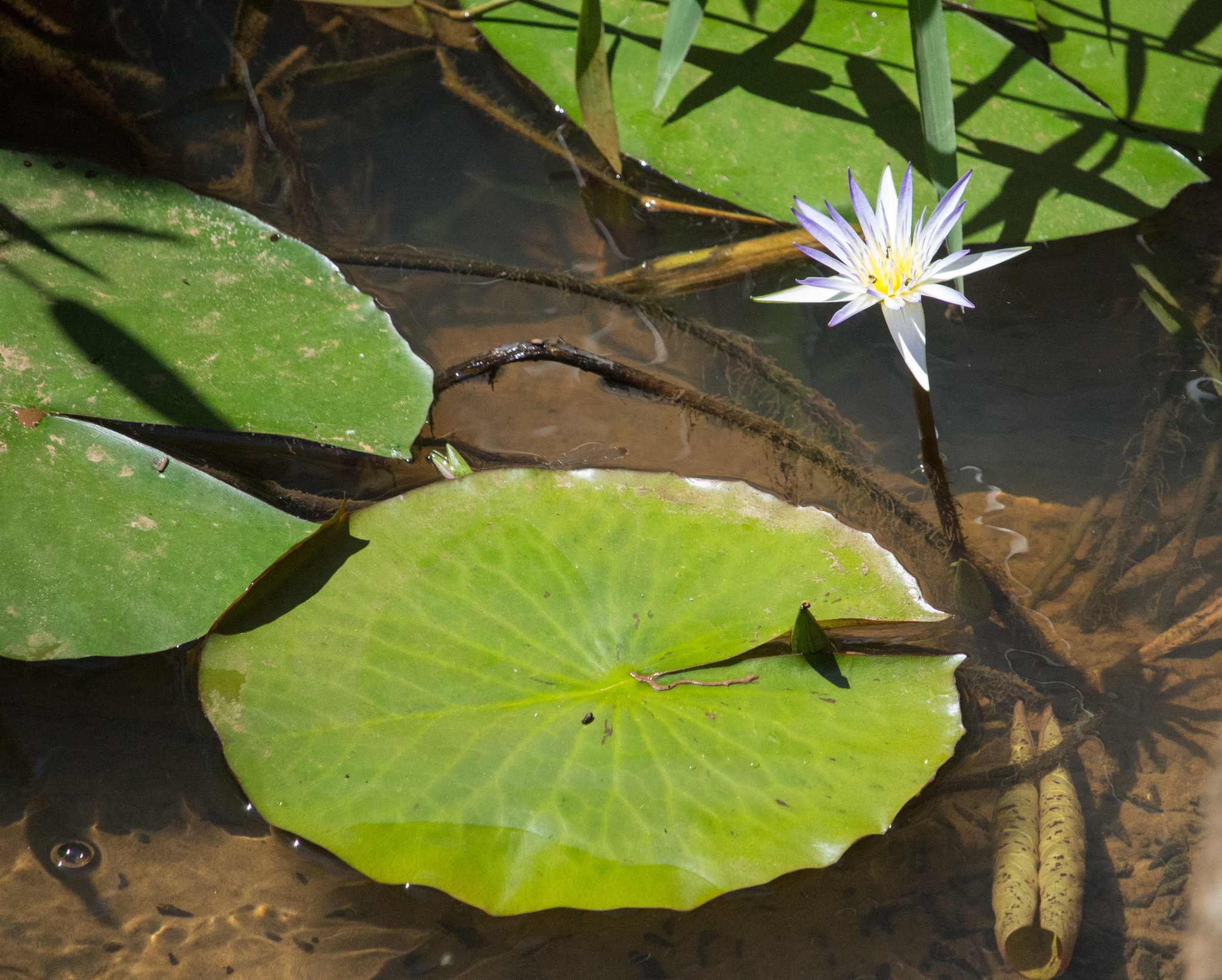 Nymphaea nouchali