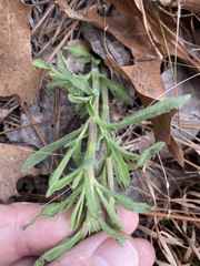 Eupatorium linearifolium