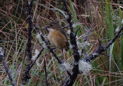 Grallaria quitensis
