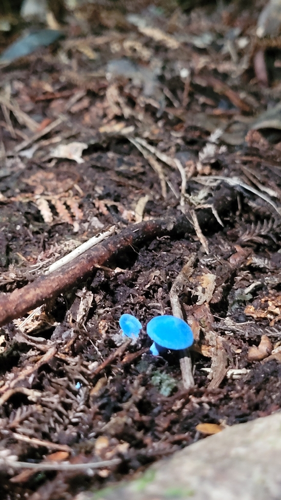 Entoloma hochstetteri · April 2026 · photo: © s83482 (iNaturalist, cc-by)