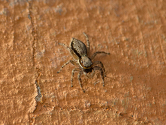 Menemerus bivittatus