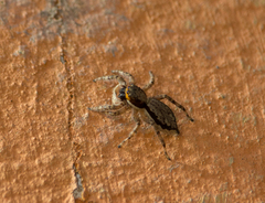 Menemerus bivittatus