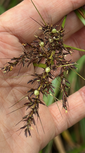 Scleria ciliaris observed 2026-04-27