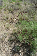 Lomatium dissectum