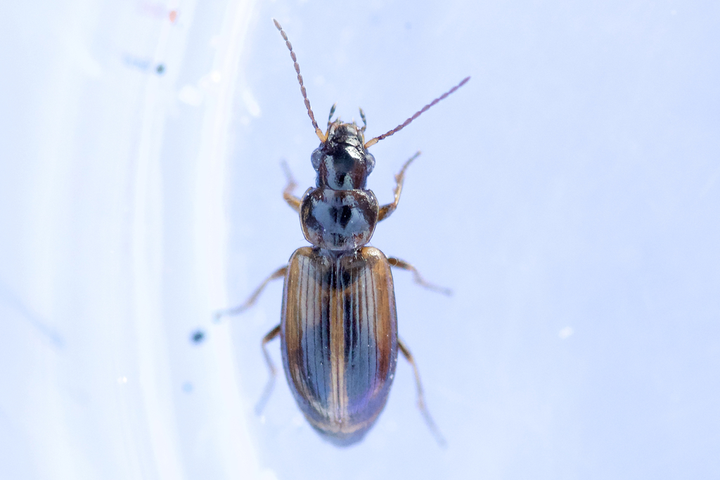 Kindred Ground Beetle