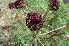 Lomatium dissectum