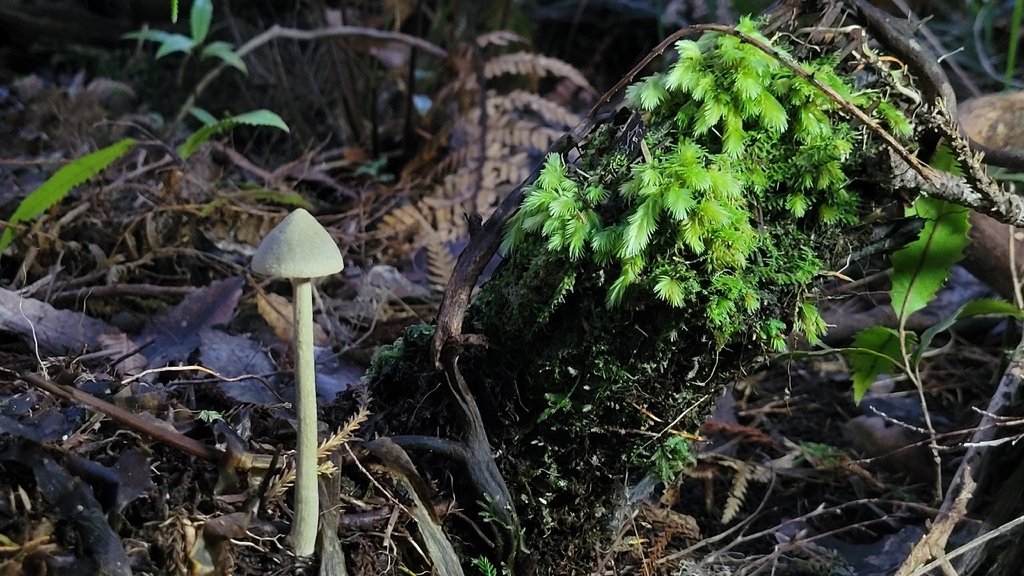 Entoloma canoconicum · April 2026 · photo: © s83482 (iNaturalist, cc-by)