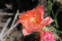 Opuntia × vaseyi