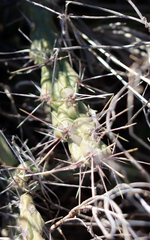 Cylindropuntia davisii