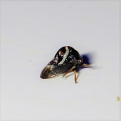 Smilia fasciata