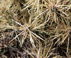 Cylindropuntia davisii