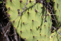 Opuntia × vaseyi