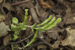 Gentiana zollingeri