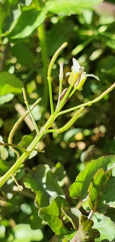 Onerow yellowcress (Nasturtium microphyllum)
