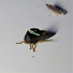 Smilia fasciata