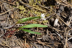 Claytonia lanceolata