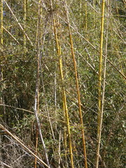 Bambusoideae