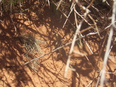 Sceloporus graciosus graciosus