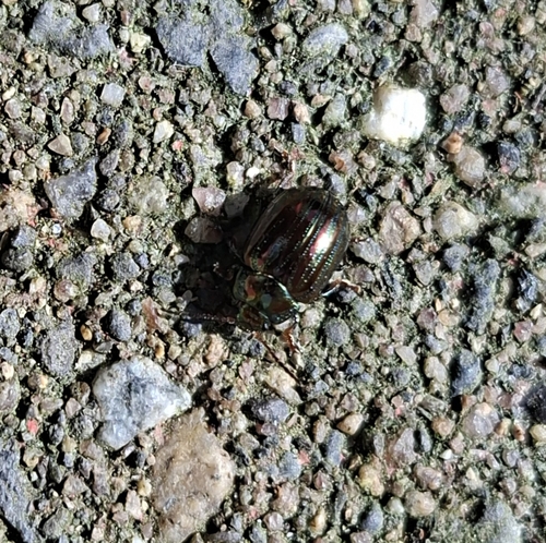 Rosemary Beetle