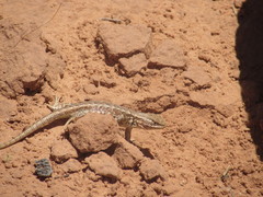 Sceloporus graciosus graciosus