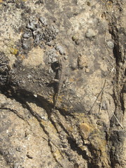 Urosaurus ornatus wrighti