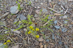 Lomatium triternatum