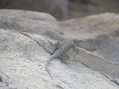 Urosaurus ornatus wrighti