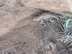 Sceloporus graciosus graciosus