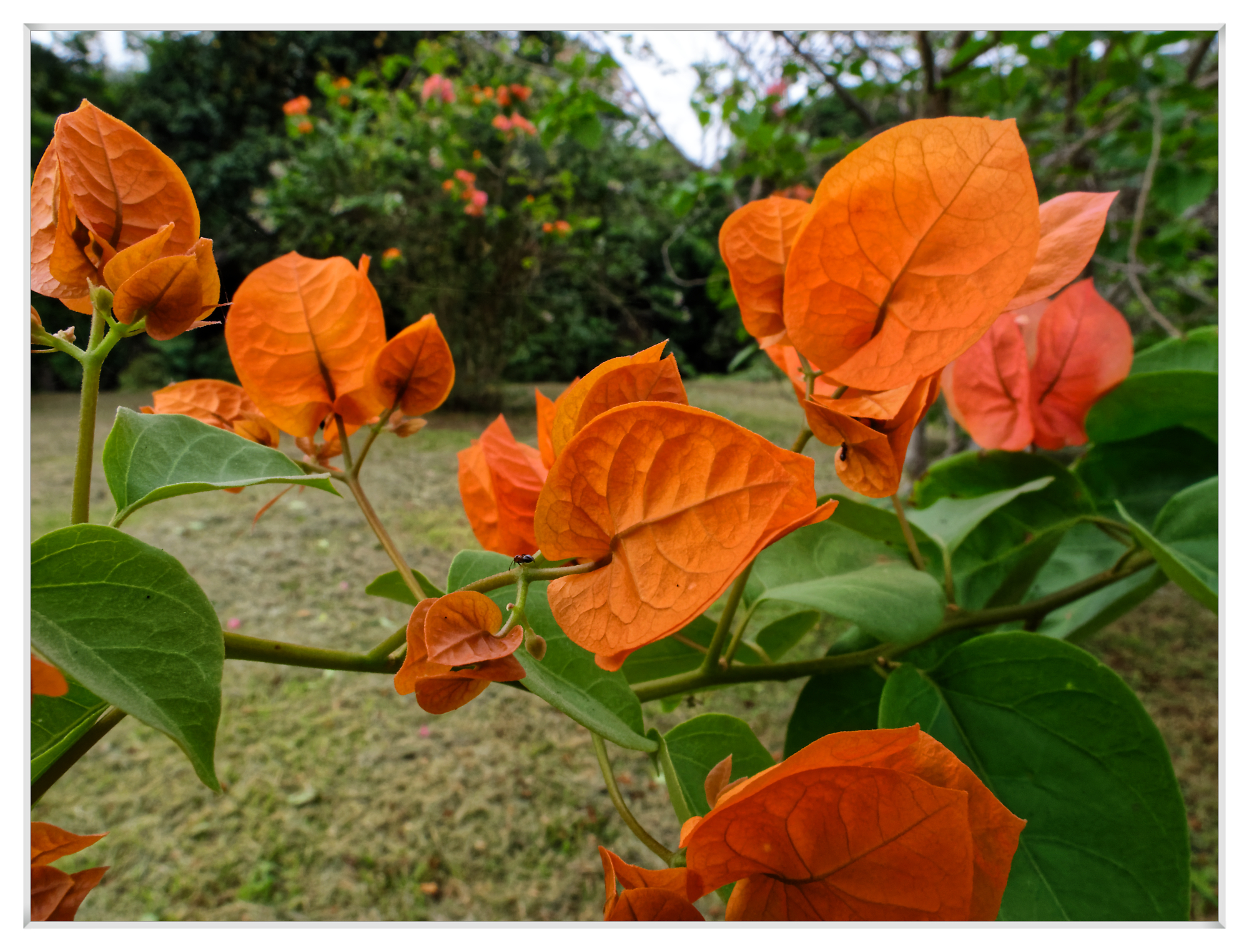 Bougainvillea