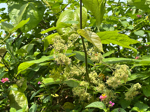 Buettneria observed 2026-04-27