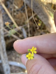Linum trigynum, photograph (c) ju_stine, some rights reserved (CC BY)